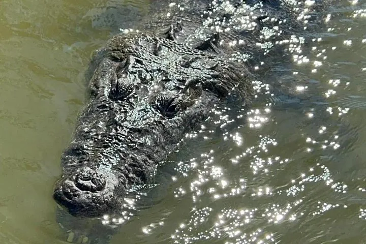 Close-up of a crocodile swimming in dark water, showing its head and back.
