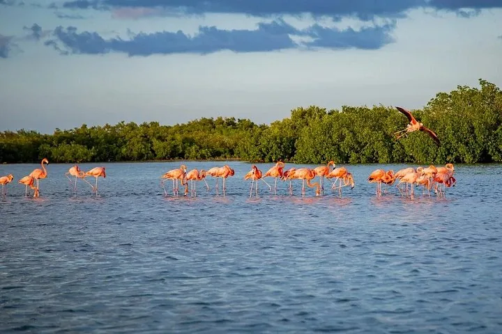 Ein Schwarm leuchtend rosa Flamingos steht und watet in einem blauen See.